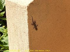 40 - Piccolo Geco - Little Gecko